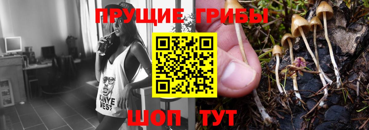 Галлюциногенные грибы прущие грибы  Вход с VPN  Сосновоборск  Псилоцибиновые грибы мицелий 